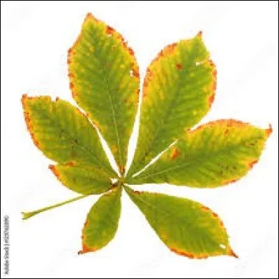 À quel arbre appartient cette feuille ?