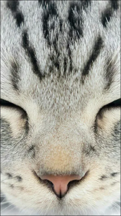 Quel est ton chat préféré ?