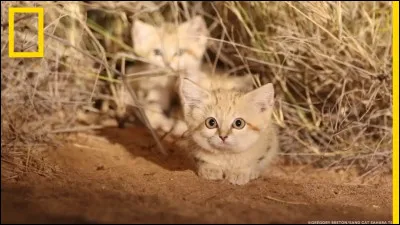 Si tu avais des chatons, tu les nommerais...