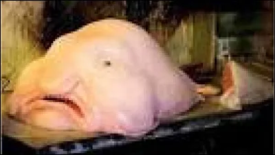 Ceci est un blobfish.