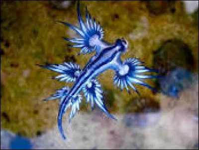 Et enfin, ceci est Glauquias Atlantis.