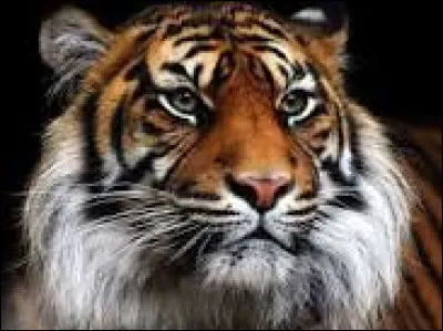 Il existe sept sous-espèces de tigres.