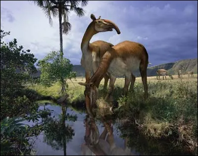 Le macrauchenia est un animal existant.