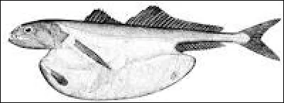 Cette espèce de poisson abyssal est "grand avaleur".