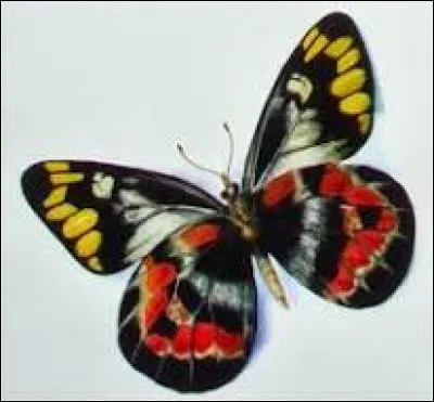 Le sphinx tête de mort (le papillon ci-dessus) est un papillon venimeux.