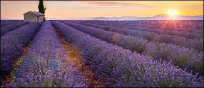 Sur la photo, un champs de couleur violette. Comment se nomment ces fleurs ?