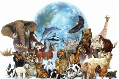 Quel animal préfères-tu ?