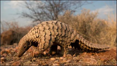 Animaux : Quel mammifère d'Afrique et d'Asie a le corps recouvert d'écailles ?