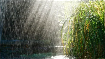 Qu'est-ce qu'une forêt de pluie ?