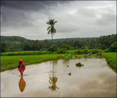 Quel vent tropical apporte beaucoup de pluie en Inde et en Asie ?