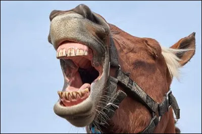 Dans quelle pi&egrave;ce de th&eacute;&acirc;tre de Sarah Ruhl Ana est-elle morte de rire ?