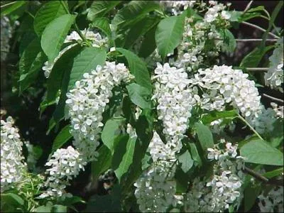 Ce sont les fleurs...