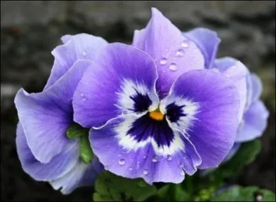 C'est, videmment, ...