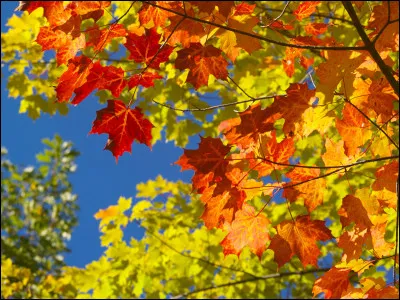 Tu es perdu(e) dans la forêt ; quelle est ta réaction ?