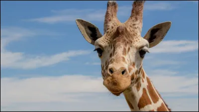 Et trotte trotte la girafe, et claquent claquent ses sabots !