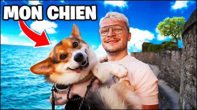 As-tu un animal de compagnie ?