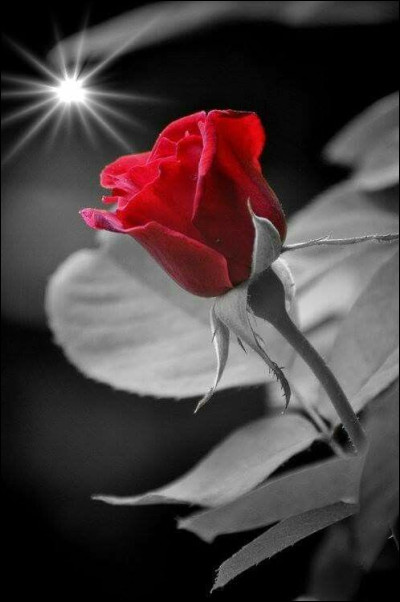 Dans les années 60, Françoise Hardy chantait "♫ mon amie la rose me l'a dit ce matin ♫" Que lui disait la rose ?