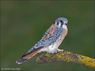 Quel est cet animal ?