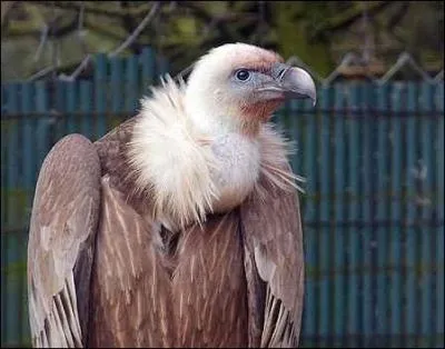 Quel est cet animal ?