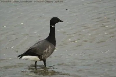 Quel est cet animal ?