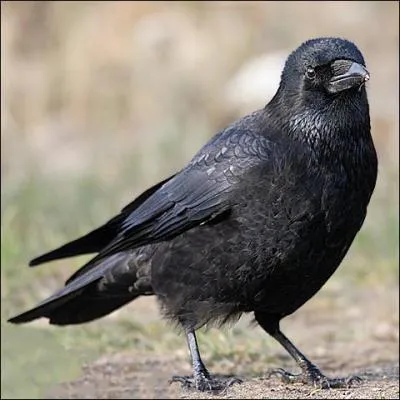 Quel est cet animal ?