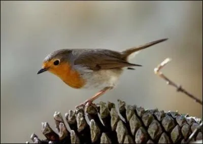 Quel est cet animal ?