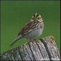 Quel est cet animal ?