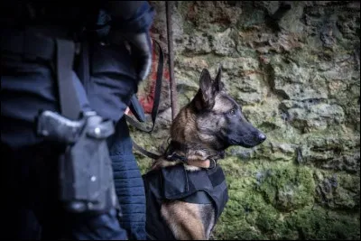 Quelle technique consiste à faire intervenir sur les lieux d'un crime des chiens spécialement entraînés ?