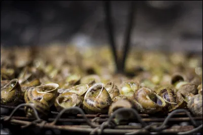 Catalane : quelle est cette spécialité catalane qui consiste en une grillade d'escargots dans leur coquille que l'on fait cuire sur la braise ?
