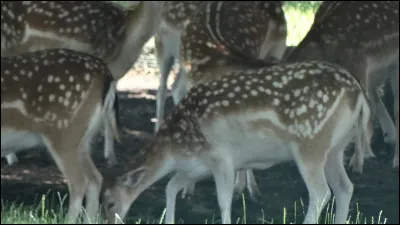 Plante d'Afrique tropicale, dont les graines sont consommées sous le nom de graines de Paradis !