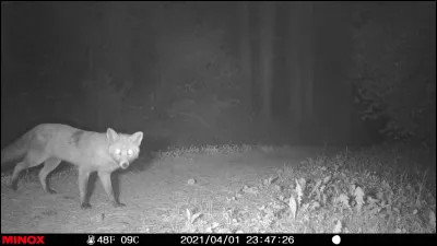 Il peut être "des palombes" !