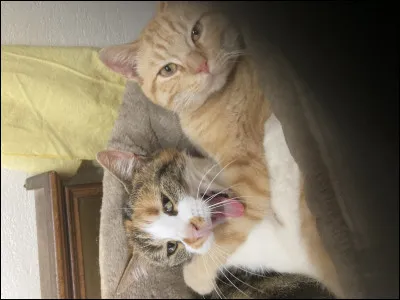 Incapacité d'exécuter des mouvements coordonnés !