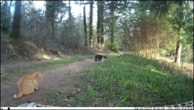 Livre d'église contenant les diverses parties de l'office chanté par le choeur !