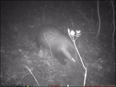 Arme munie de deux crocs, en usage chez les Francs !