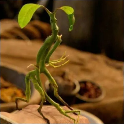 Comment s'appelle cette créature ?