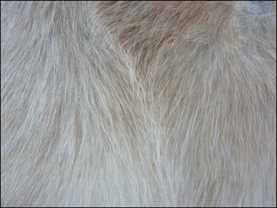 Est-ce qu'il a des poils ?