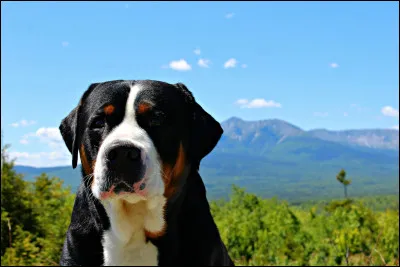 Quel est ce chien ?
dur, dur...