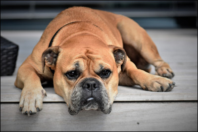 Quel est ce chien ?
( Indice, ce petit loulou pèse entre 20 & 30kg, il est le croisement entre deux molosses )