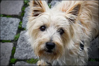 Quel est ce chien ?
(Indice, malgré sa tête de "nounours" ce chien a un caractère bien trempé, c'est aussi un des plus anciens terriers )