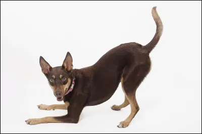 Quel est ce chien ?
(Indice, ce chien pourra difficilement vivre en appartement du fait de sa grande énergie et de son besoin de dépense)