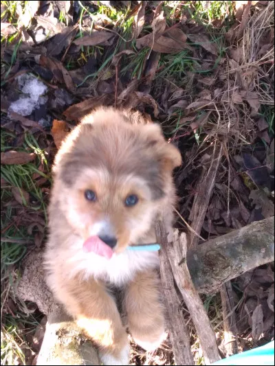 Quel est ce chien ?
(Indice, il n'a pas toujours un caractère facile mais est très affectueux !)