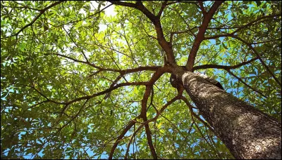 Lequel est l'intrus ?