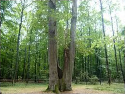 On ne peut pas s'y asseoir, mais ce chêne en forêt de Senonches porte le nom de ...