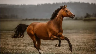 De quelle famille font partie les chevaux ?