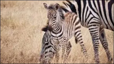 Comment s'appelle le petit du zèbre ?