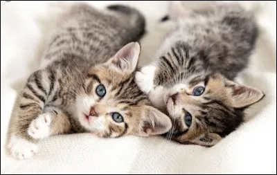 Tu as des petits avec Fleur de Lys (deux femelles), tu les appelles...