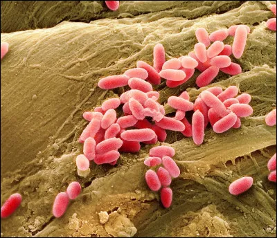 Certaines bactéries produisent des composés chimiques volatils véhiculant des odeurs. À laquelle associez-vous cette bactérie, le pseudomonas aeruginosa ?