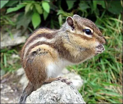 Quel est cet animal en T, un petit rongeur d'Amérique du Nord au dos rayé rendu célèbre par Disney sous les noms de Tic et Tac ?