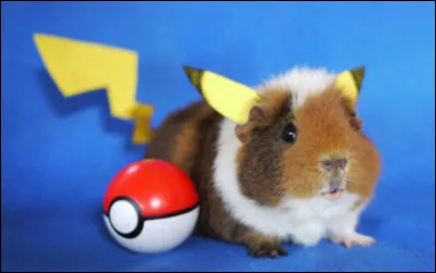 Attention à ne pas attraper le coup de foudre pour ce petit rongeur qui est...