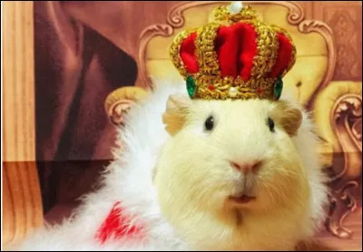 Ce rongeur se prend pour le chef depuis qu'il a détrôné le lion, il a pris sa place de...